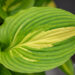 Hosta `Lakeside Meter Maid` (2)