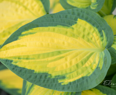 Hosta `Orange Marmalade`