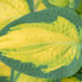 Hosta `Orange Marmalade`