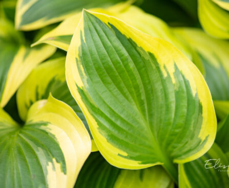 Hosta `Queen Josephine` (1)