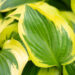 Hosta `Queen Josephine` (1)