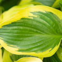 Hosta `Queen Josephine` (2)