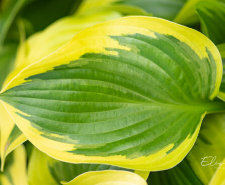 Hosta `Queen Josephine` (2)