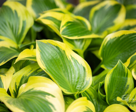 Hosta `Queen Josephine` (3)