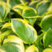 Hosta `Queen Josephine` (3)