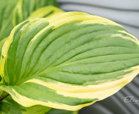 Hosta `Sorbet` (1)