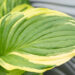 Hosta `Sorbet` (1)