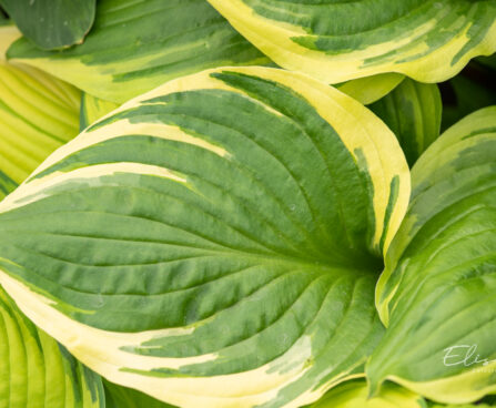 Hosta `Sorbet` (2)