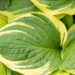 Hosta `Sorbet` (2)