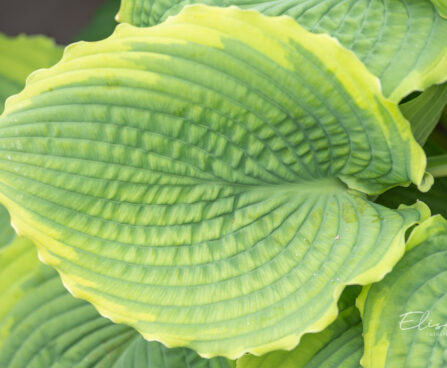 Hosta `Spartacus`