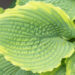 Hosta `Spartacus`