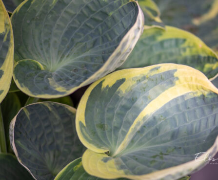 Hosta `Sugar Daddy` (1)