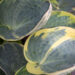 Hosta `Sugar Daddy` (1)