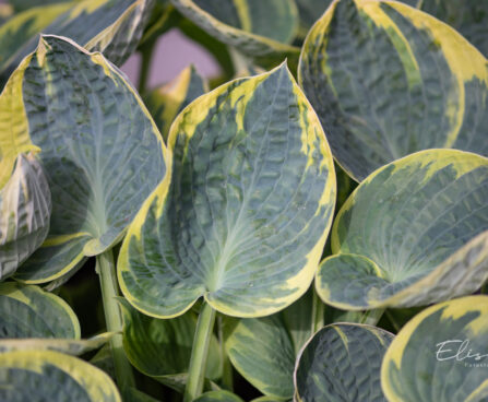 Hosta `Sugar Daddy` (2)