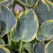 Hosta `Sugar Daddy` (2)