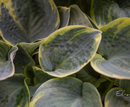 Hosta `Sugar Daddy` (3)