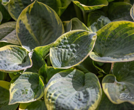 Hosta `Sugar Daddy` (4)