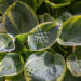 Hosta `Sugar Daddy` (4)