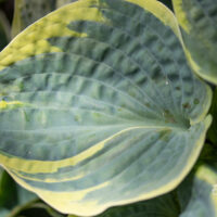 Hosta `Sugar Daddy` (5)