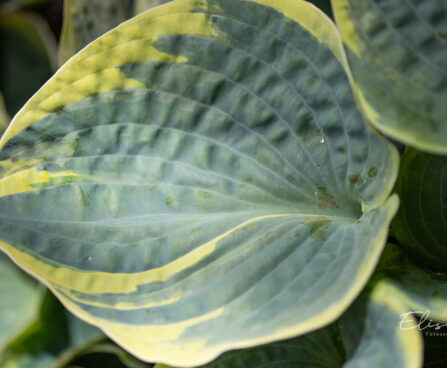 Hosta `Sugar Daddy` (5)