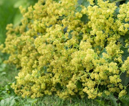 800_7435_Alchemilla_mollis_Auslese.JPG