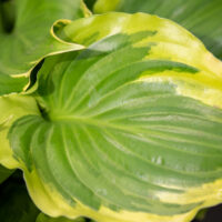 Hosta `Sunshine Glory`