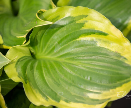 Hosta `Sunshine Glory`