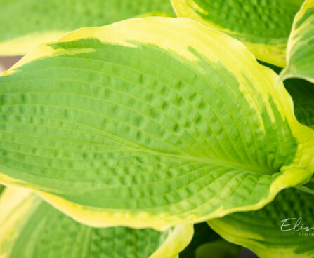 Hosta `Twilight` (1)