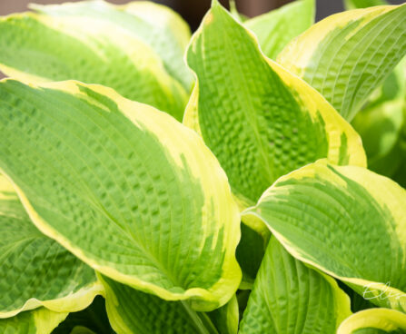 Hosta `Twilight` (2)