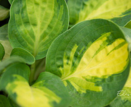 Hosta `Warwick Comet` (1)