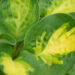 Hosta `Warwick Comet` (1)