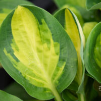 Hosta `Warwick Comet` (2)