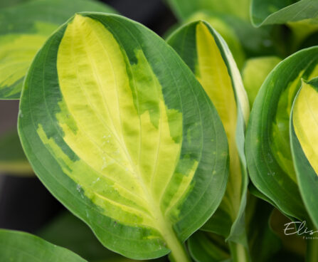 Hosta `Warwick Comet` (2)