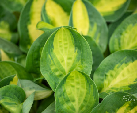 Hosta `Warwick Comet` (3)