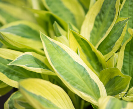 Hosta `Yellow Polka Dot Bikini` (1)