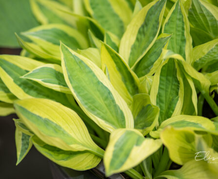 Hosta `Yellow Polka Dot Bikini` (2)