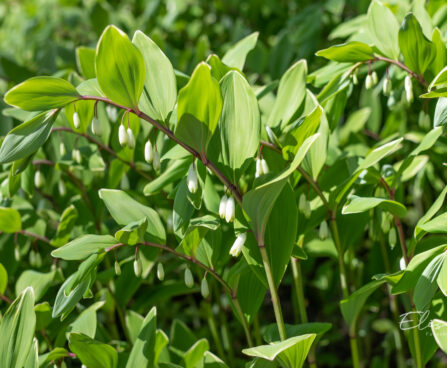 Polygonatum odoratum harilik kuutõverohi (1)