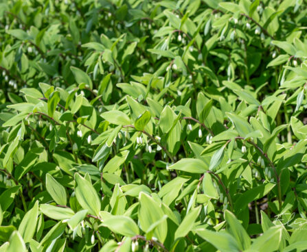 Polygonatum odoratum harilik kuutõverohi (2)