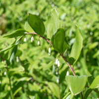 Polygonatum odoratum harilik kuutõverohi (3)