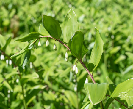 Polygonatum odoratum harilik kuutõverohi (3)