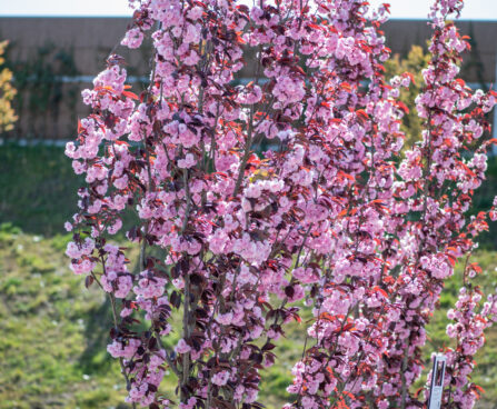 Prunus serrulata kirsipuu (1)