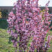 Prunus serrulata kirsipuu (1)