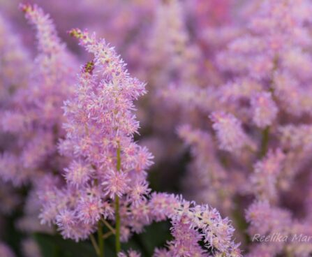 807_8238_Astilbe_arendsii_Amerika.JPG