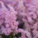 807_8238_Astilbe_arendsii_Amerika.JPG