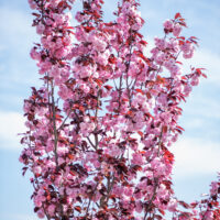 Prunus serrulata kirsipuu (2)