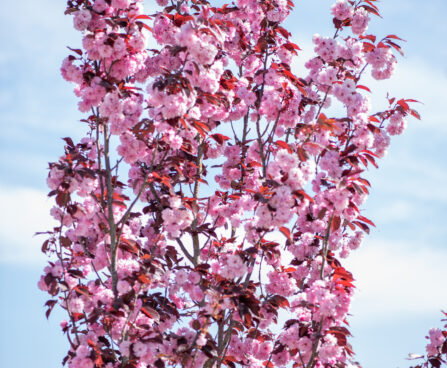 Prunus serrulata kirsipuu (2)
