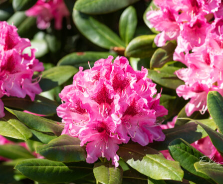 Rhododendron `Nova Zembla` rododendron (1)