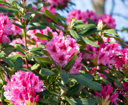 Rhododendron `Nova Zembla` rododendron (2)