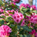 Rhododendron `Nova Zembla` rododendron (2)