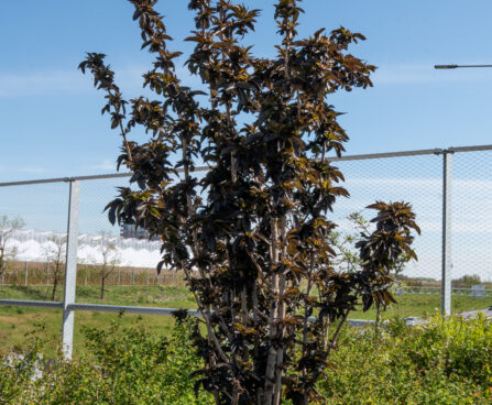 Sambucus nigra `Black Tower` must leeder